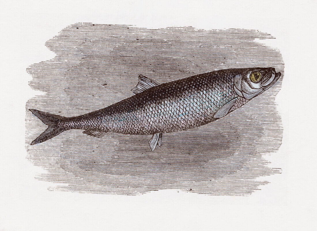 Cretaceous fish, illustration