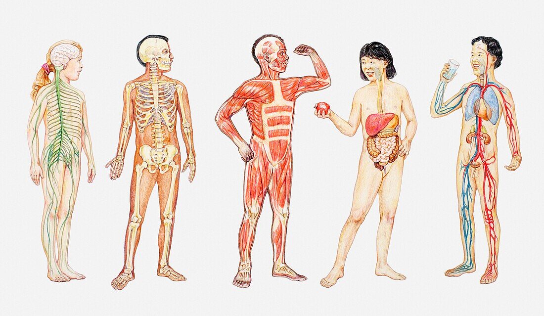 Child's anatomy, illustration