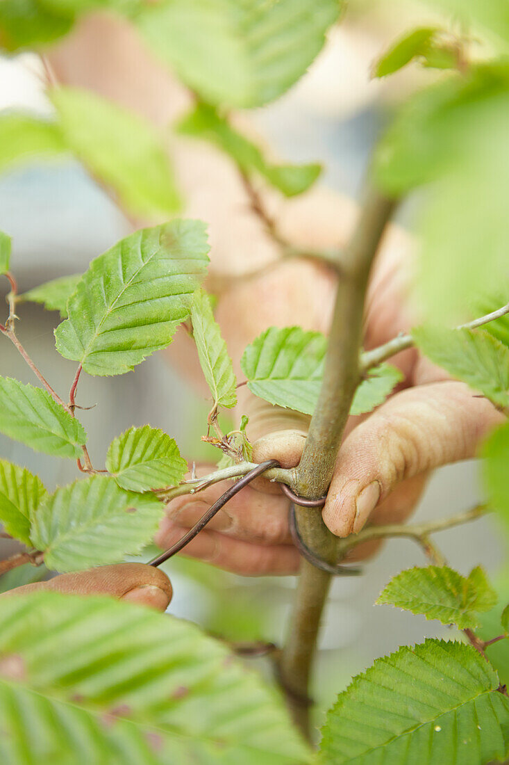 Making a twin-trunk hornbeam bonsai