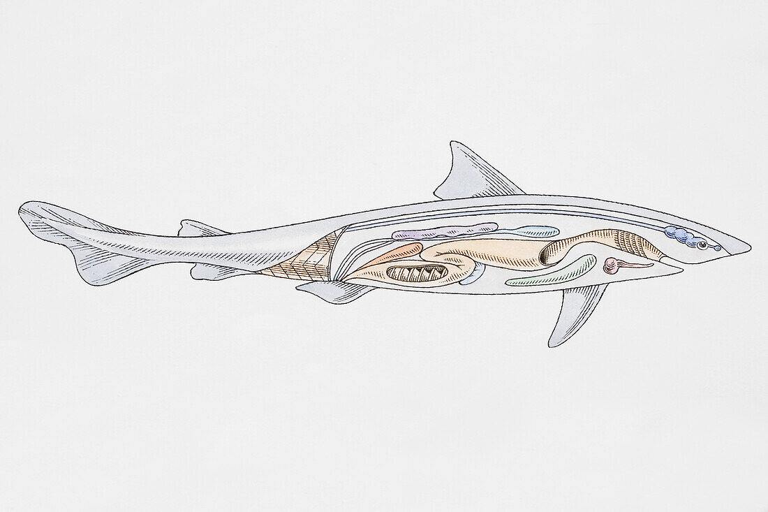 Shark showing internal organs, illustration