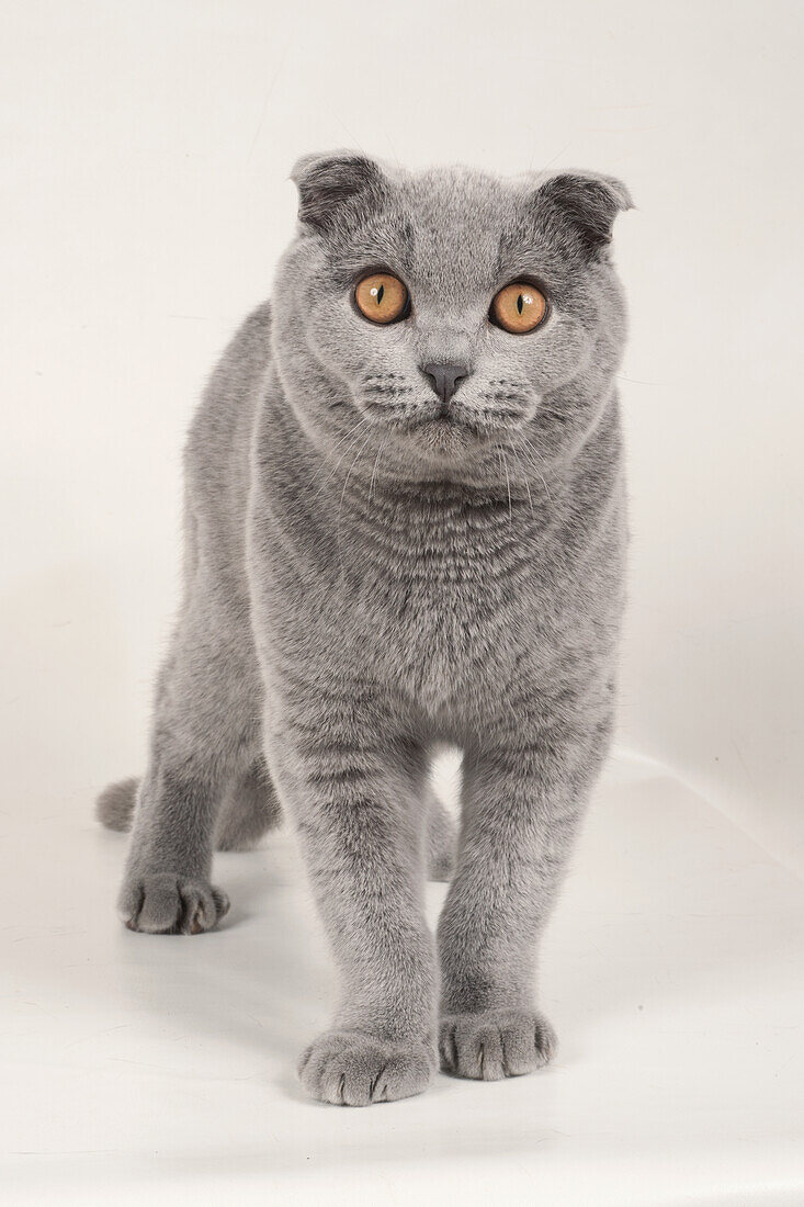 Adult male blue Scottish fold cat
