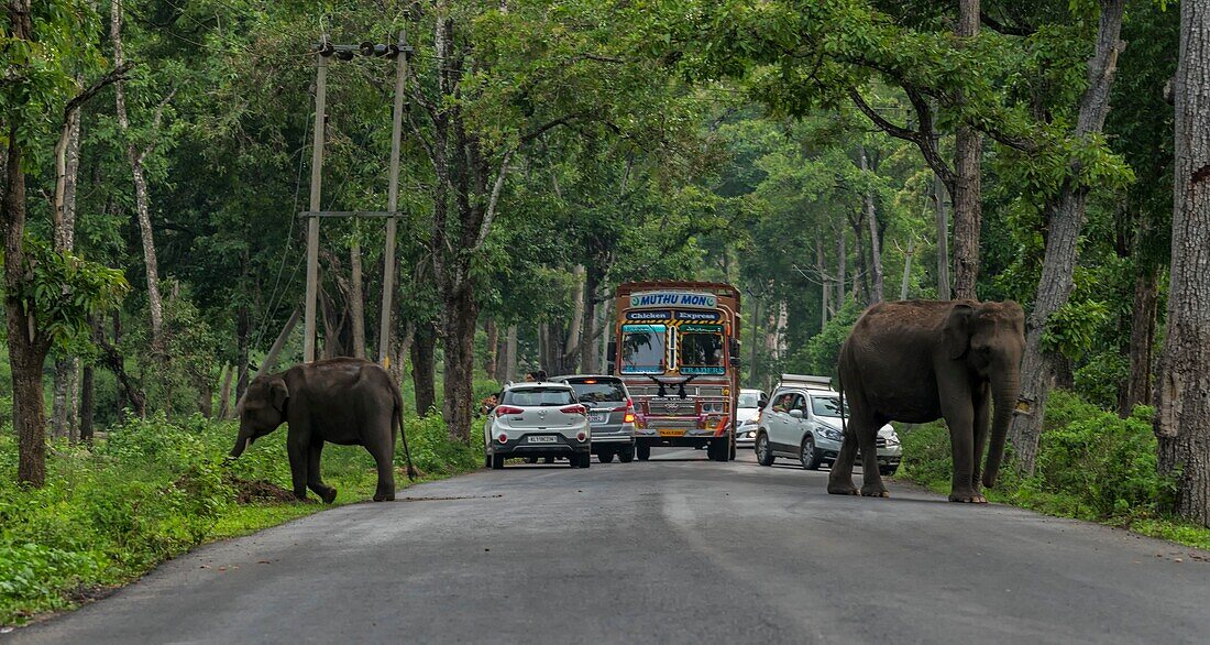 Elephants blocking the road, India