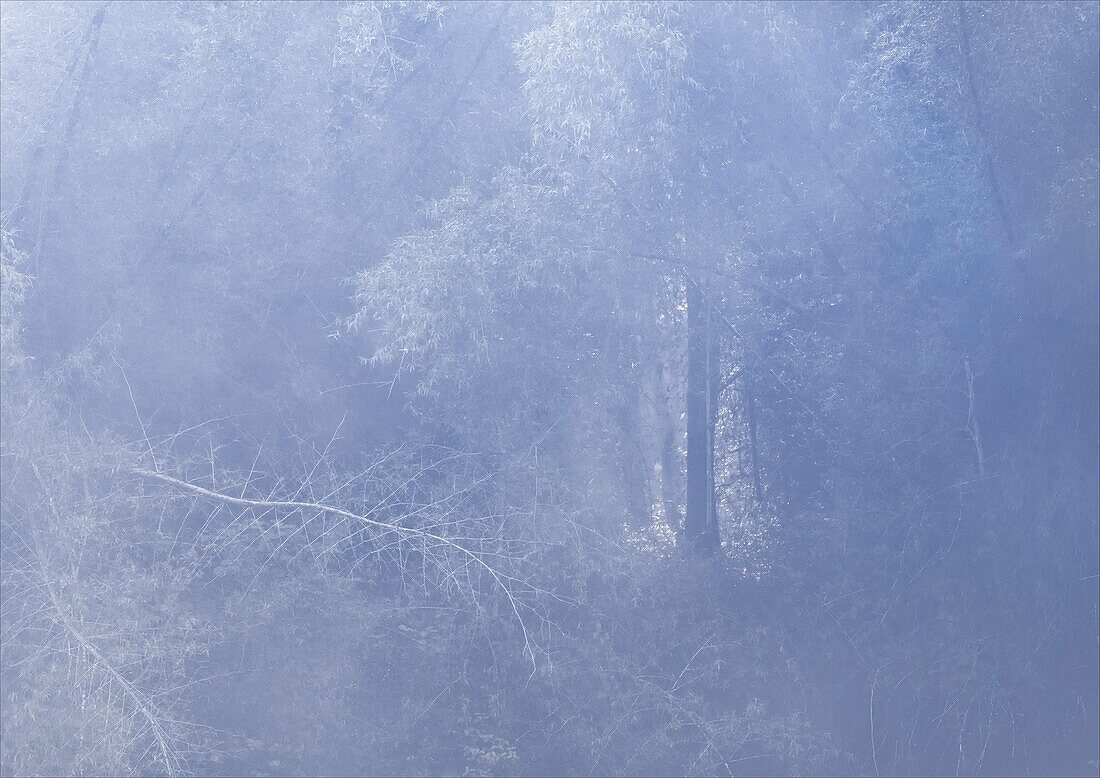 Mist in a bamboo forest