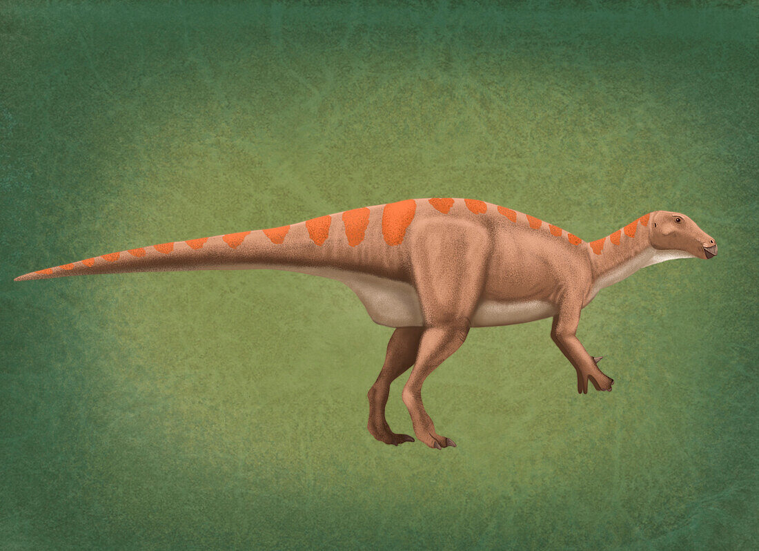 Mantellisaurus dinosaur, illustration