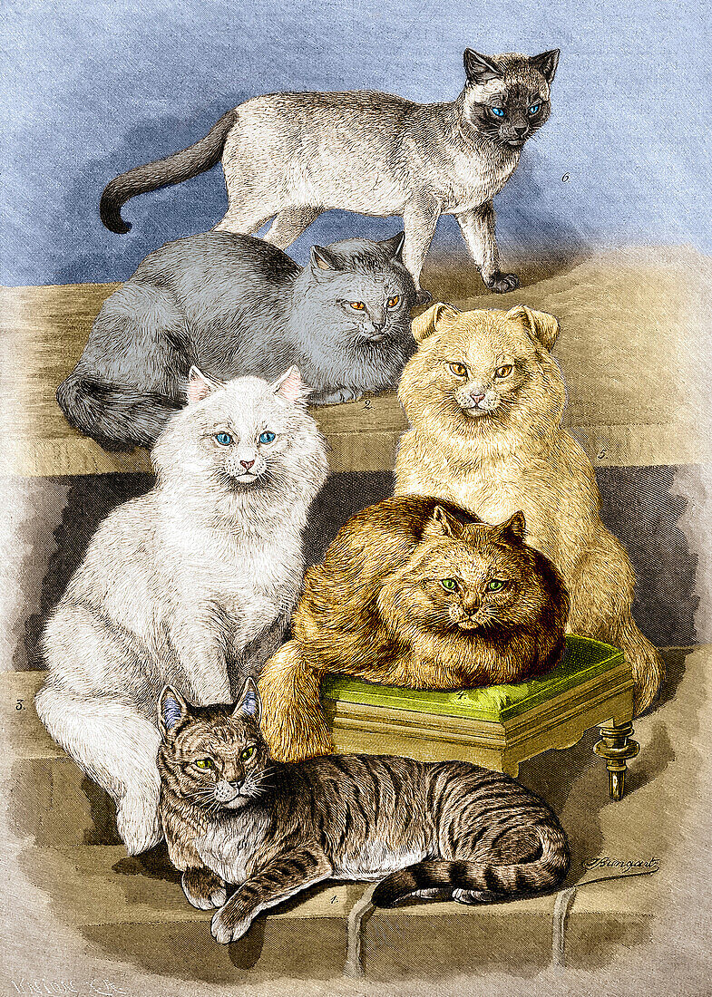 Breeds of cats, 1897