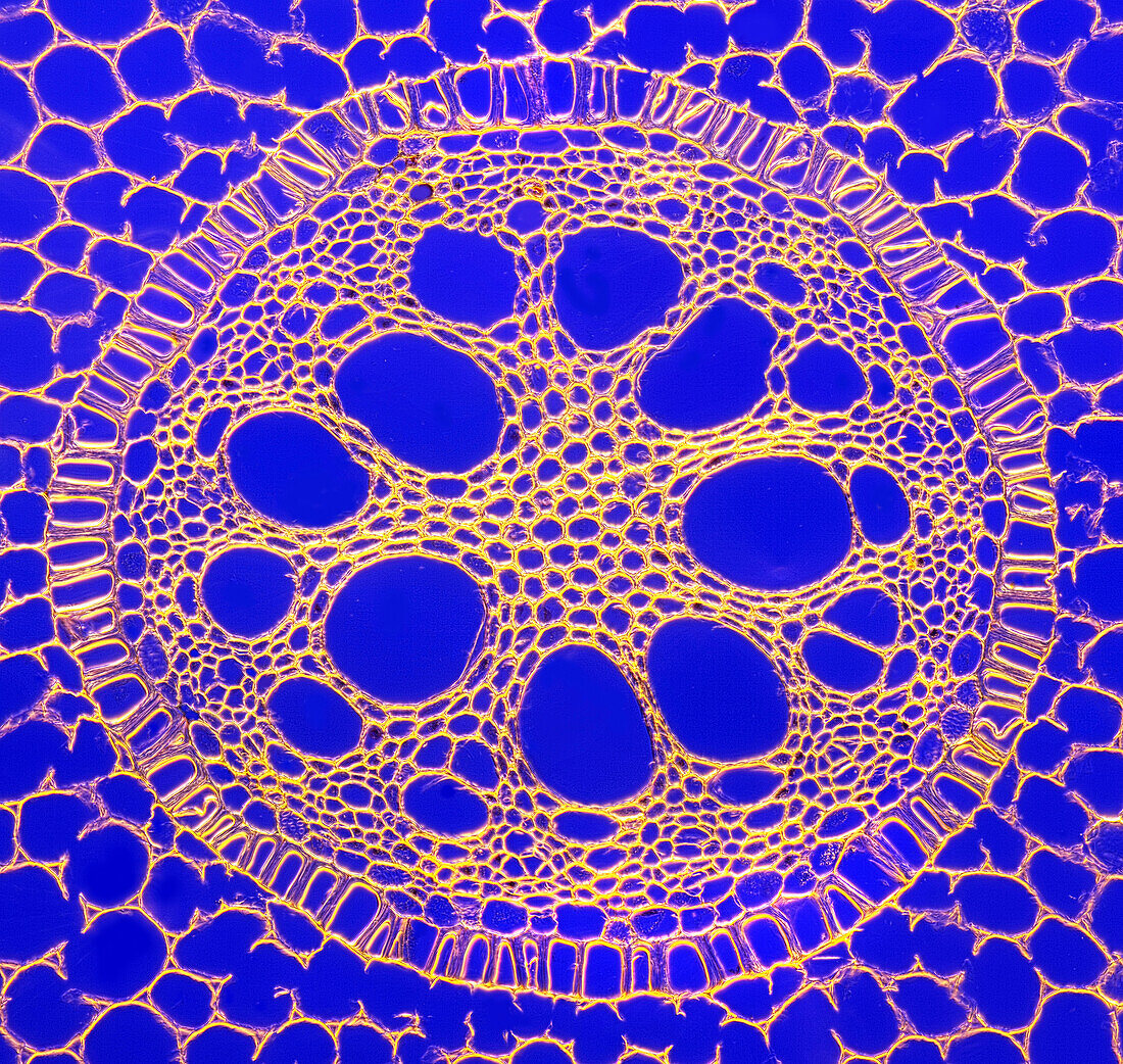 Iris root stele, light micrograph
