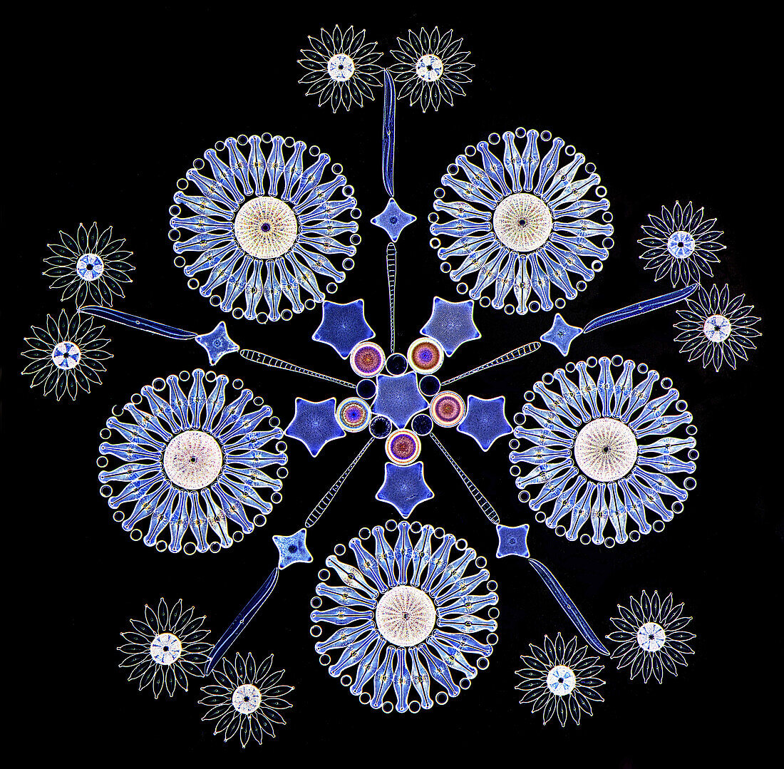 Arranged diatoms