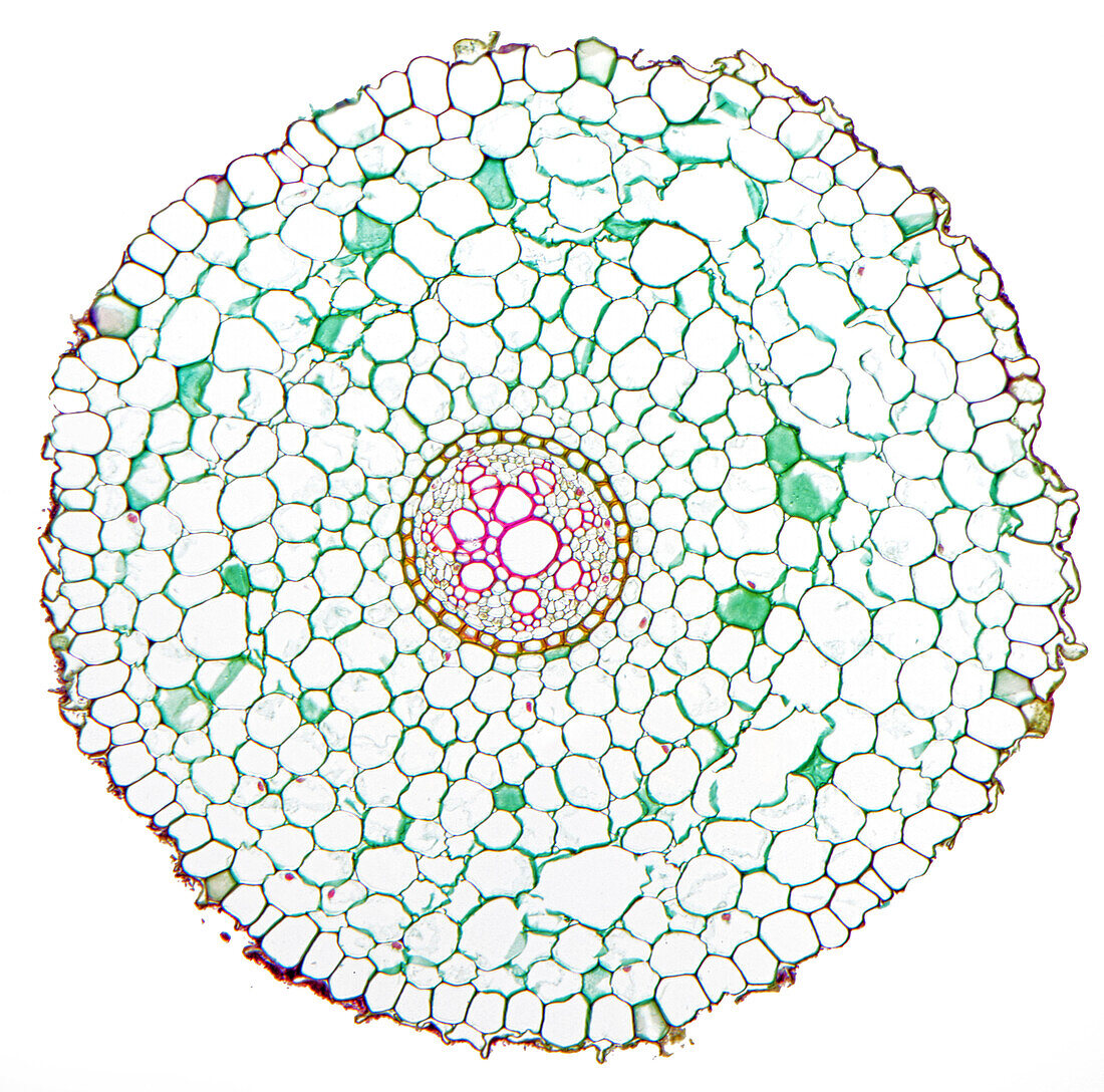 Lilium young root, light micrograph