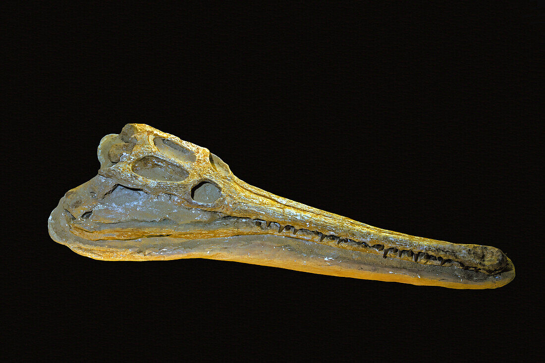 Gavial skull (Gavialis gangeticus)