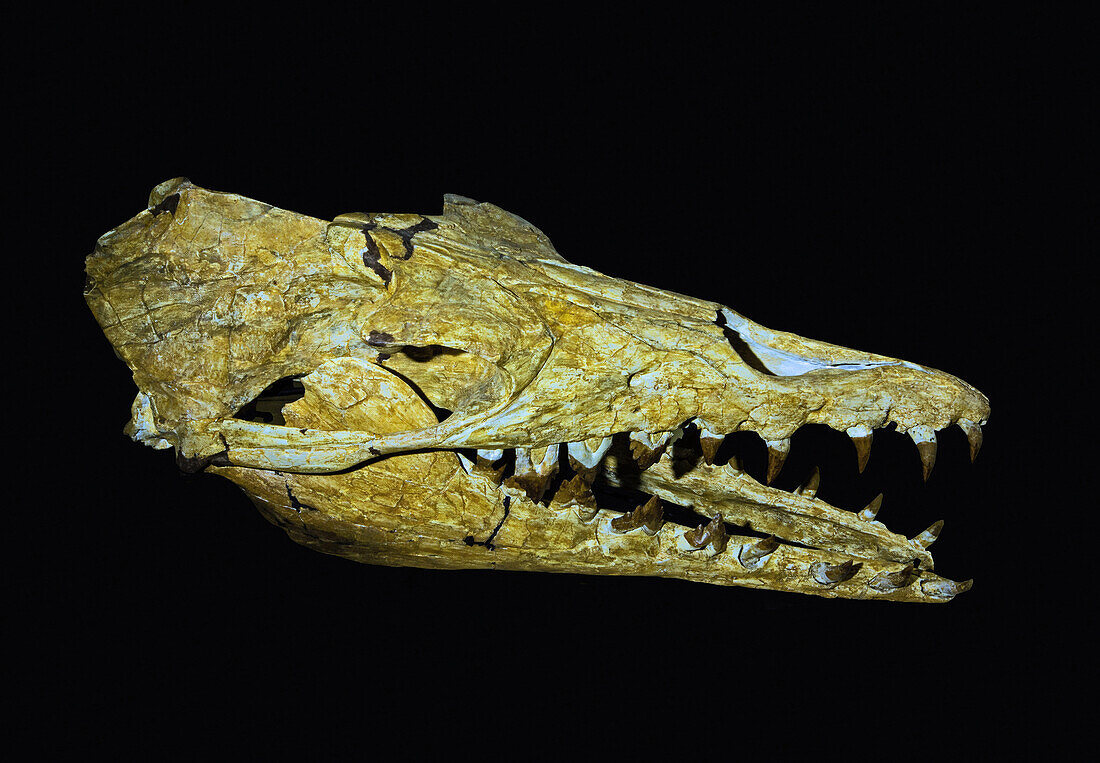 Whale skull (Basilosaurus cetoides)
