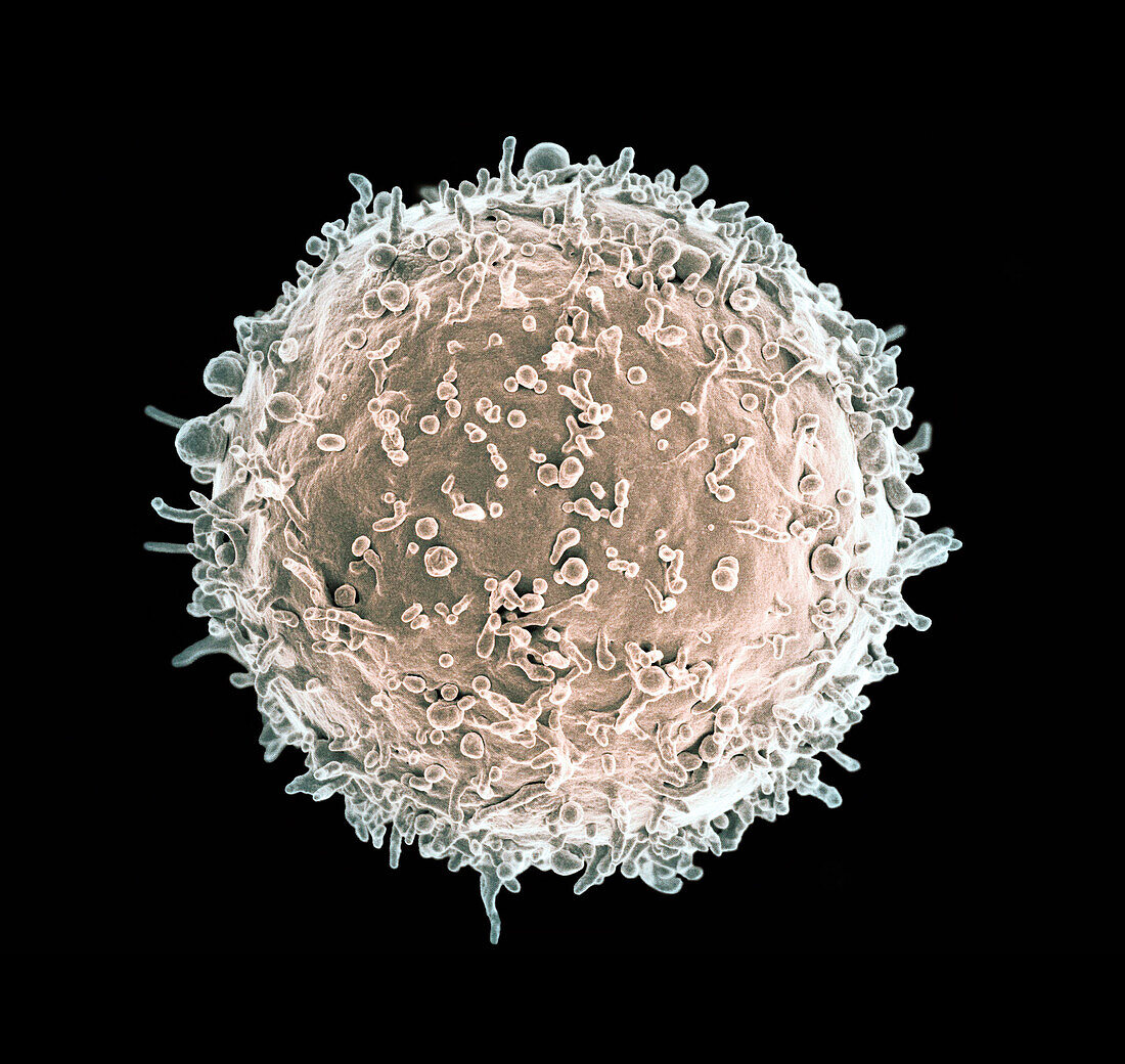 Human B lymphocyte, SEM