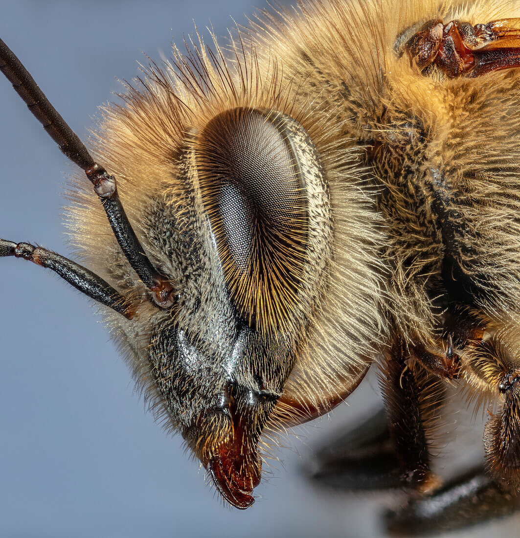 Close-up of a honey bee