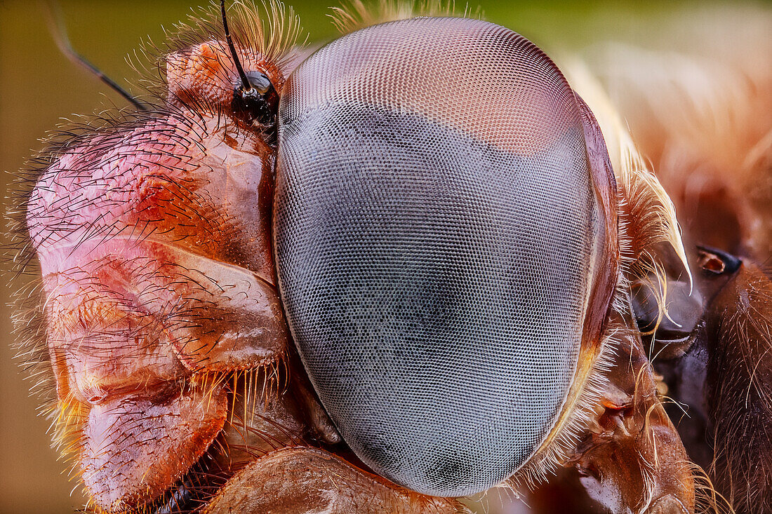 Compound eye of cardinal meadowhawk dragonfly