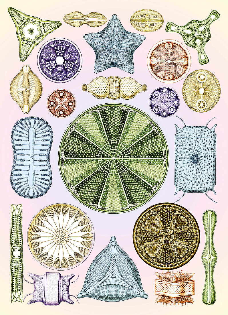 Diatoms, Microalgae, Ernst Haeckel