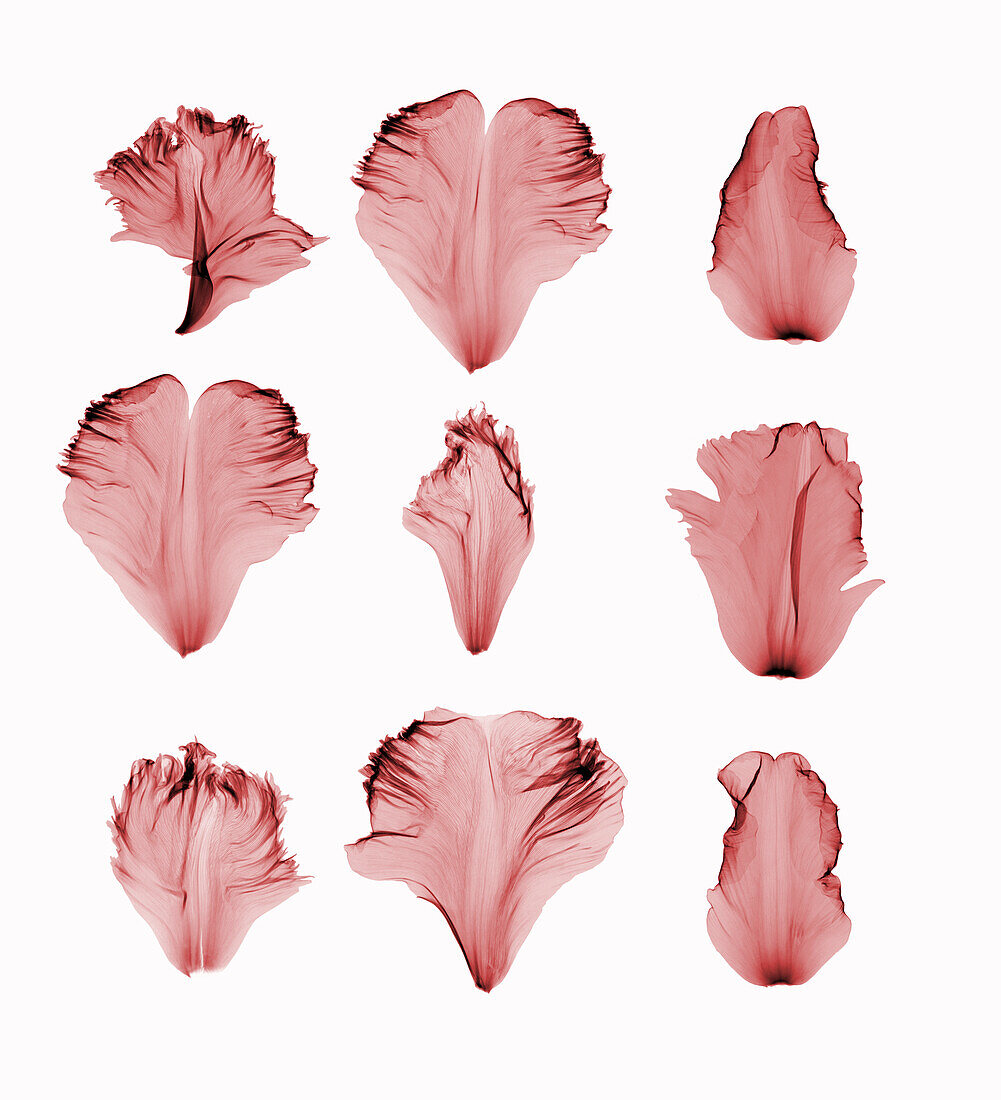 Tulip petals, X-ray