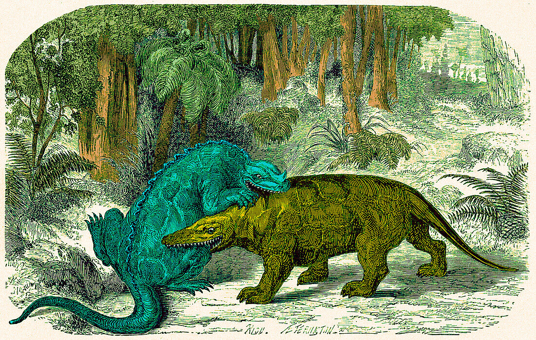 Iguanodon biting Megalosaurus, Cretaceous