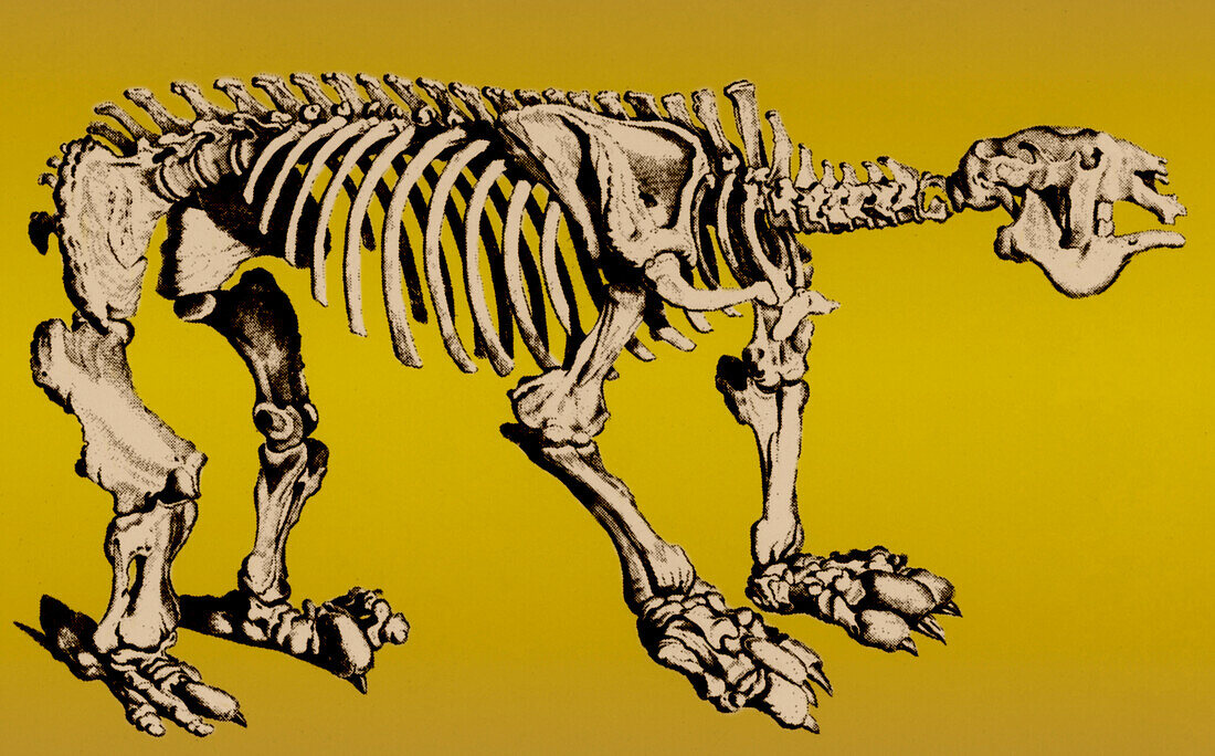 Megatherium, Cenozoic ground sloth