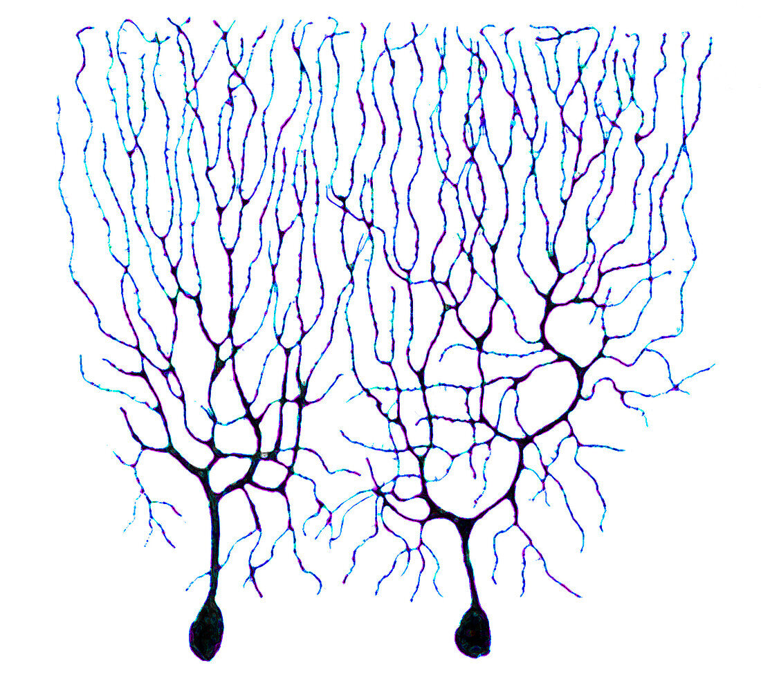 Purkinje cells Based on Cajal