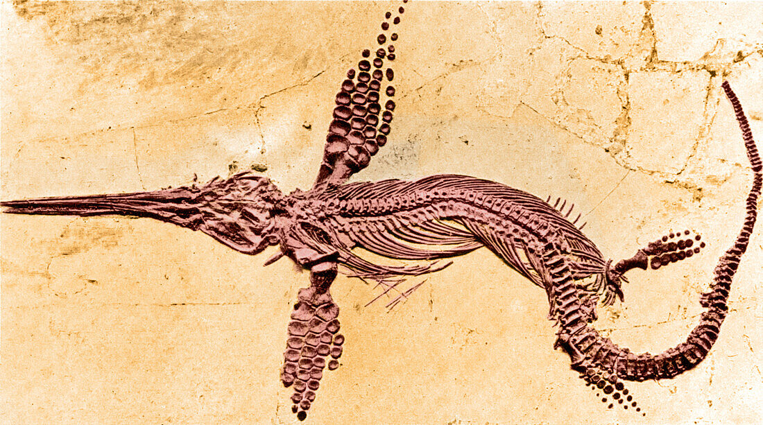 Fossilized Ichthyosaur, Mesozoic reptile