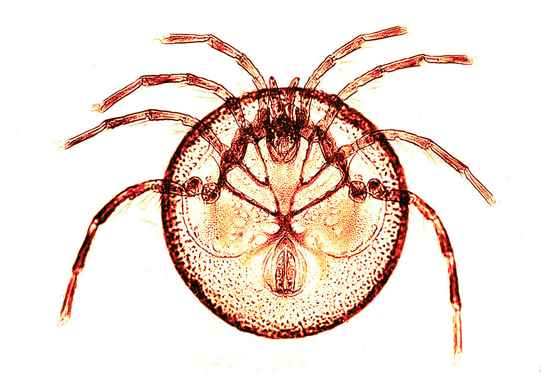 Water mite, early photomicrograph