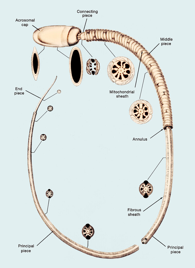 Mammalian spermatozoon, illustration