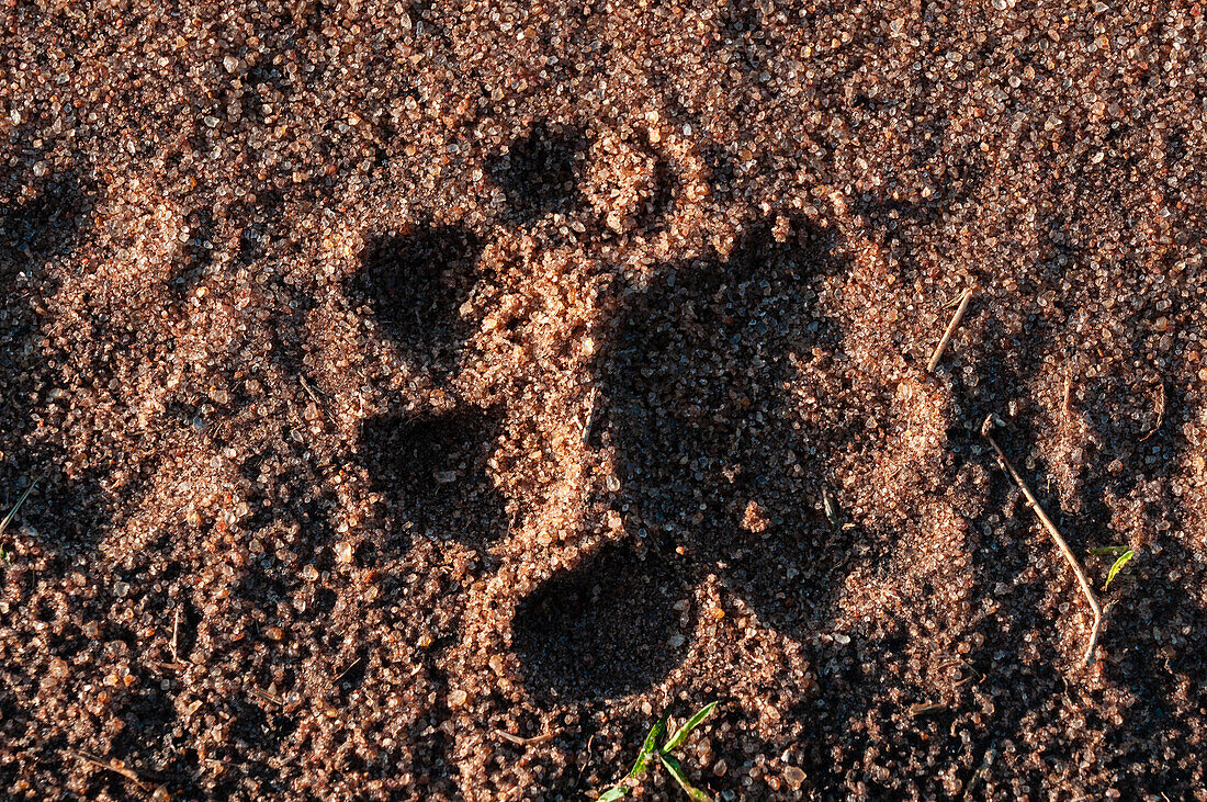 Lion track