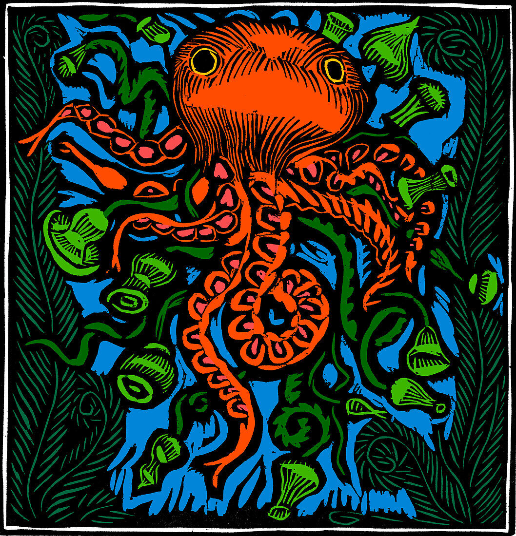 Octopus, 20th century