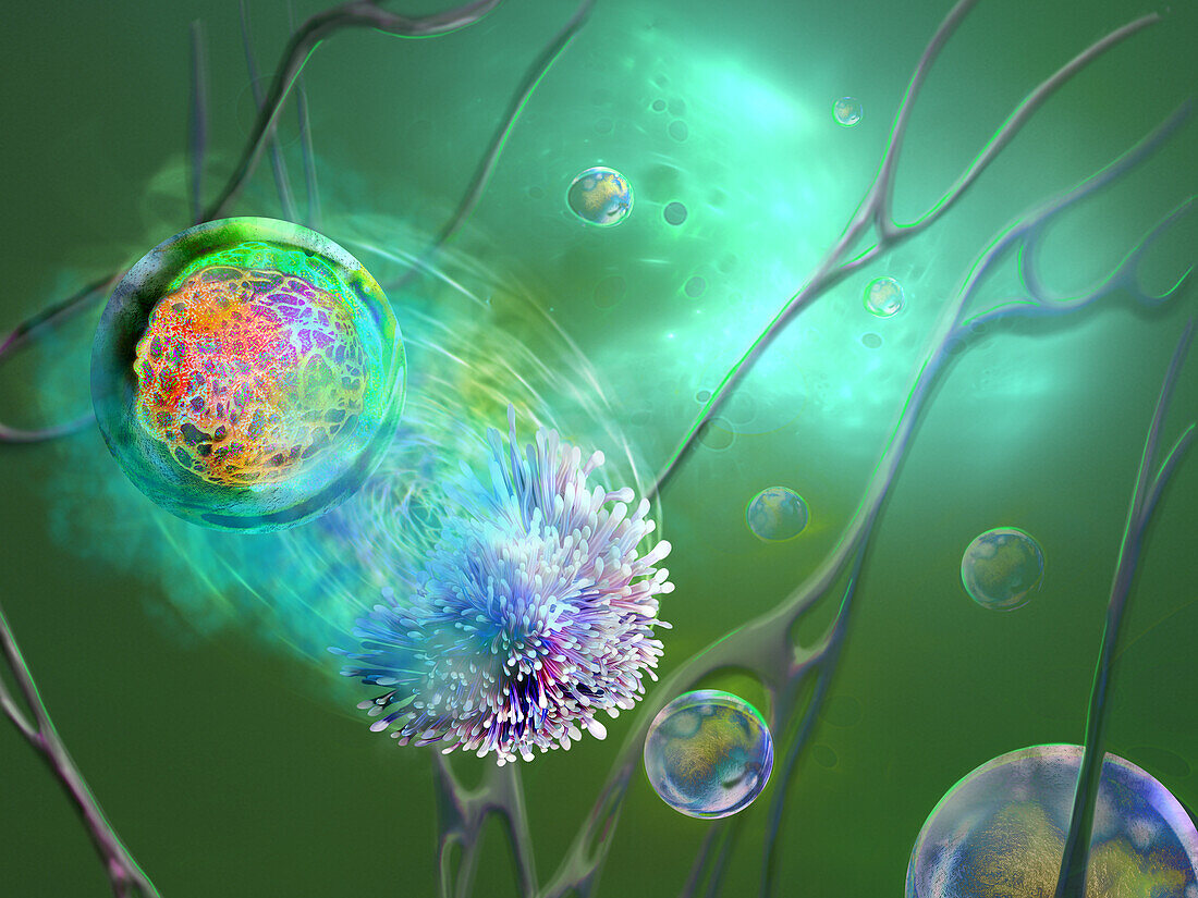 Immune response to inflammation, illustration