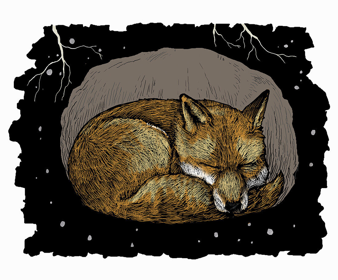 Fox asleep in underground den, illustration