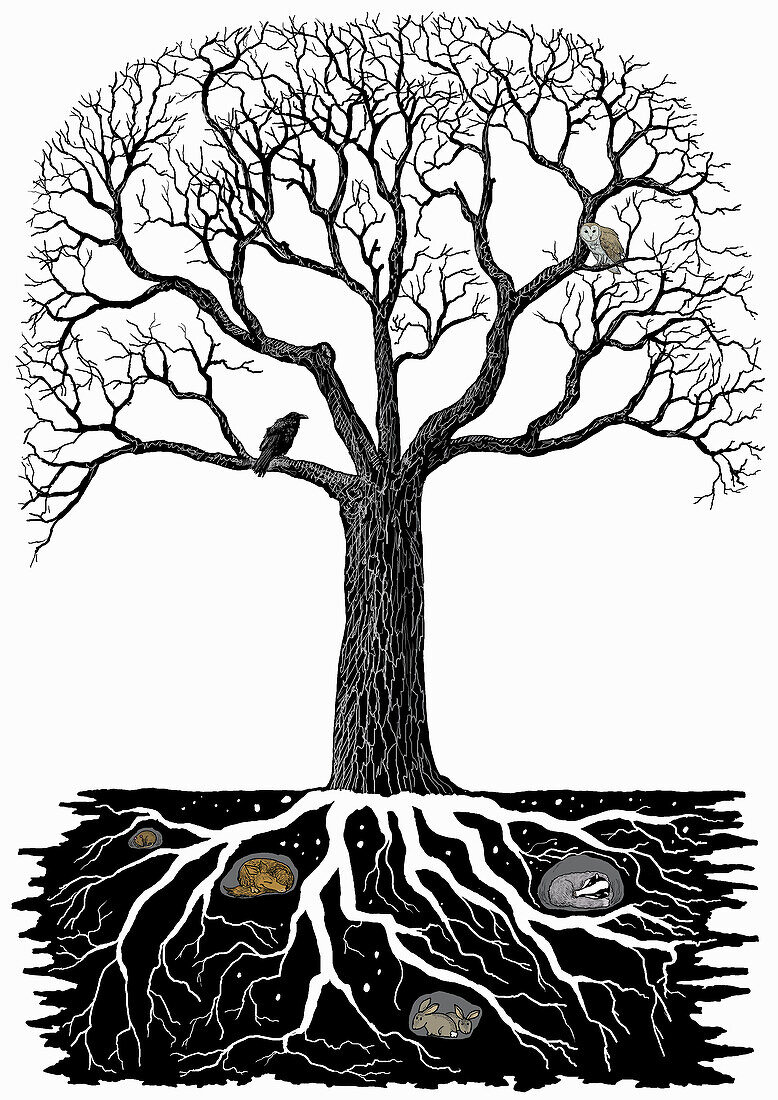 Animals hibernating in ground below tree, illustration