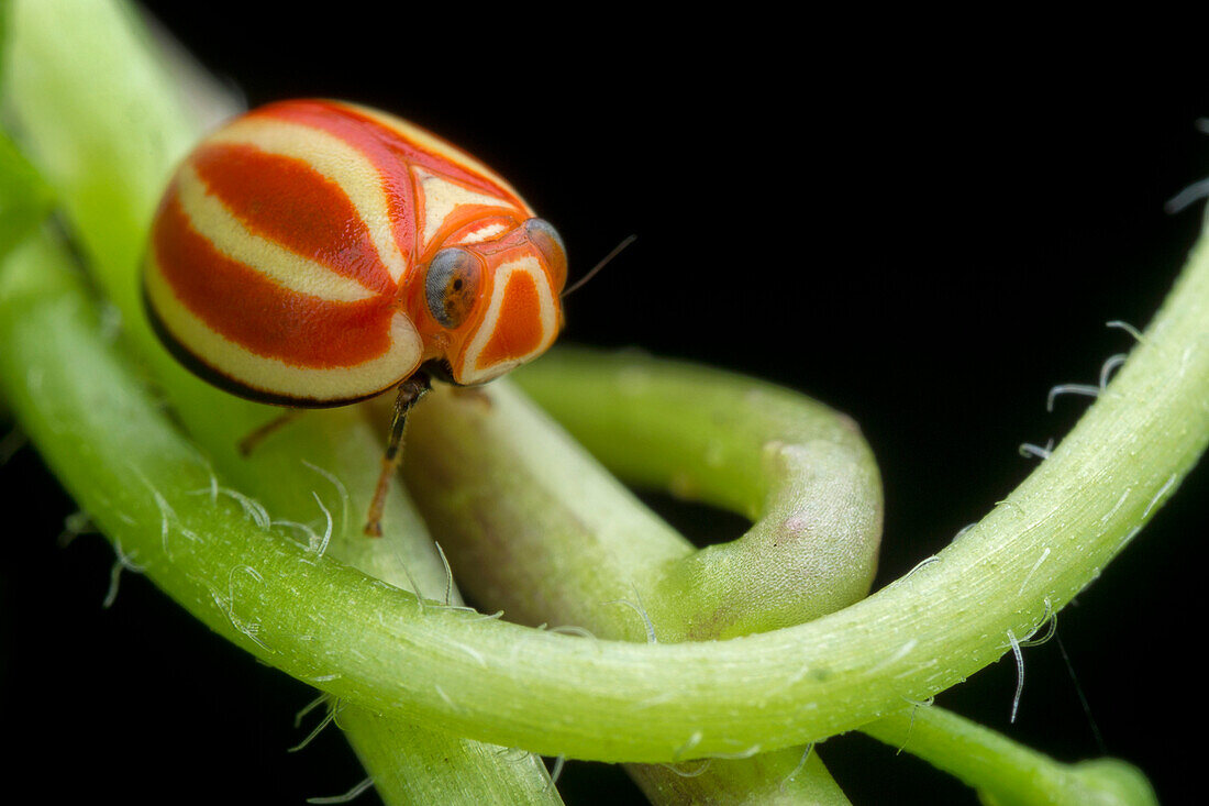 Pill-like planthopper