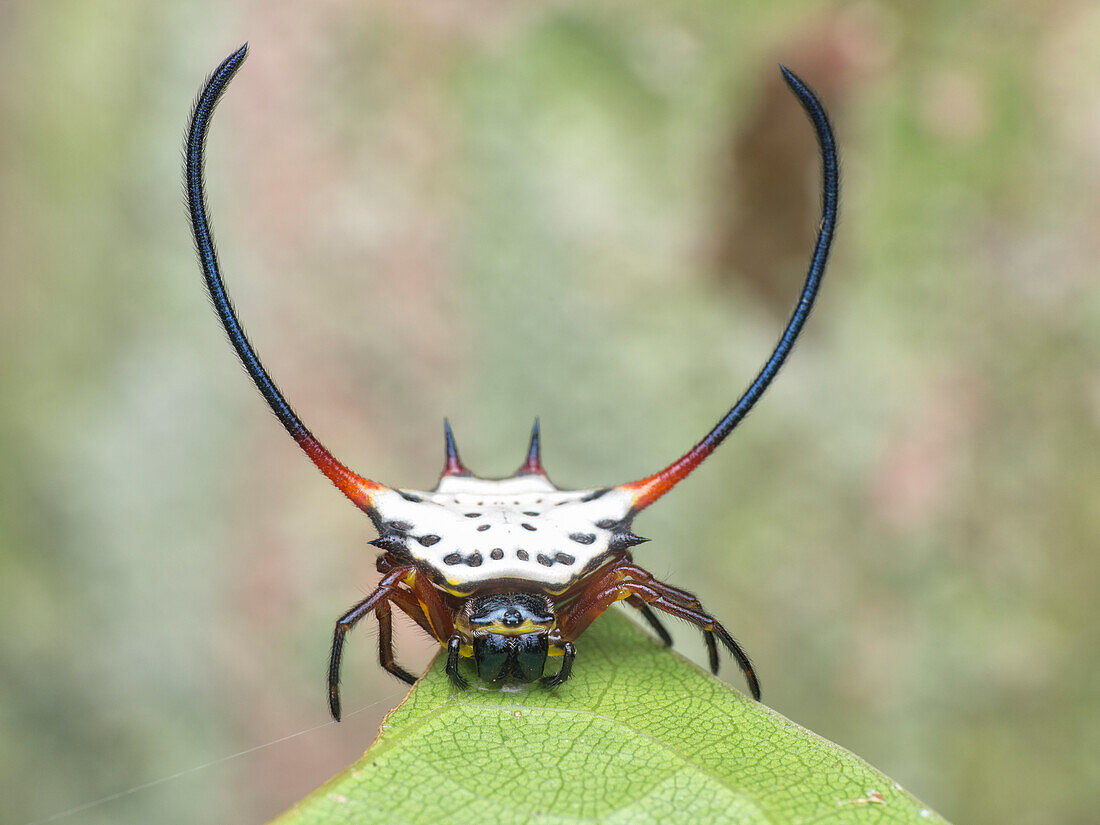 Long-horned orb-weaver spider