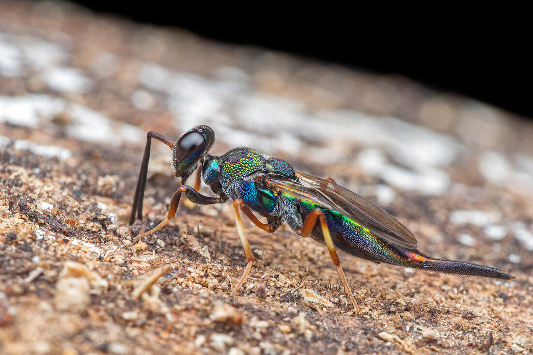 Eupelmid wasp