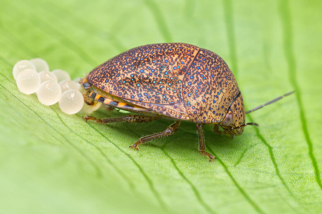Shield bug laying eggs