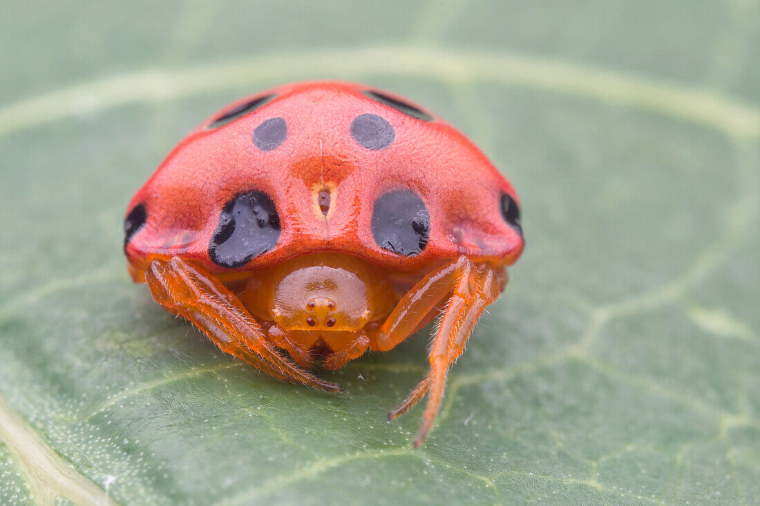 Ladybird mimic spider
