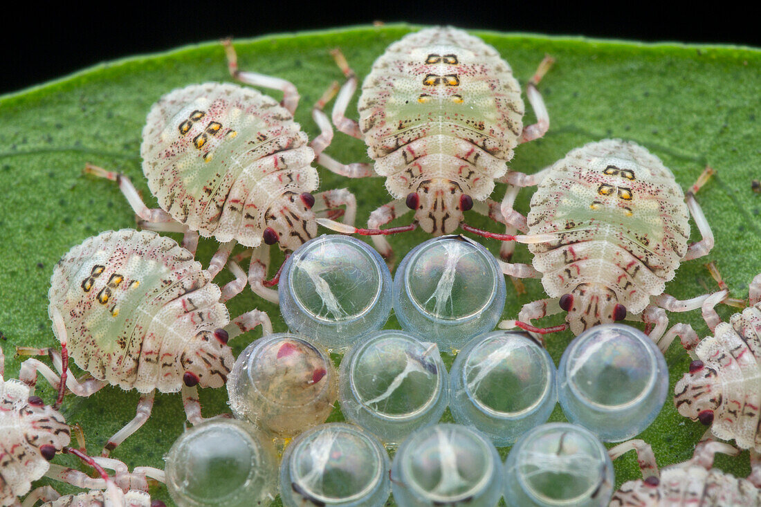 Freshly hatched shield bugs