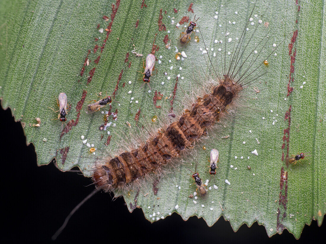 Parasitic wasp hatching from caterpillar