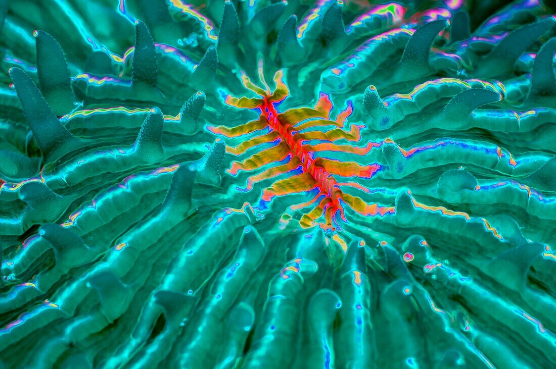 Mushroon coral, abstract image