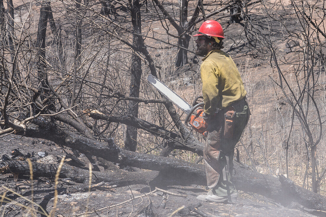 Sawyer cutting off limbs of a tree damaged by forest fire