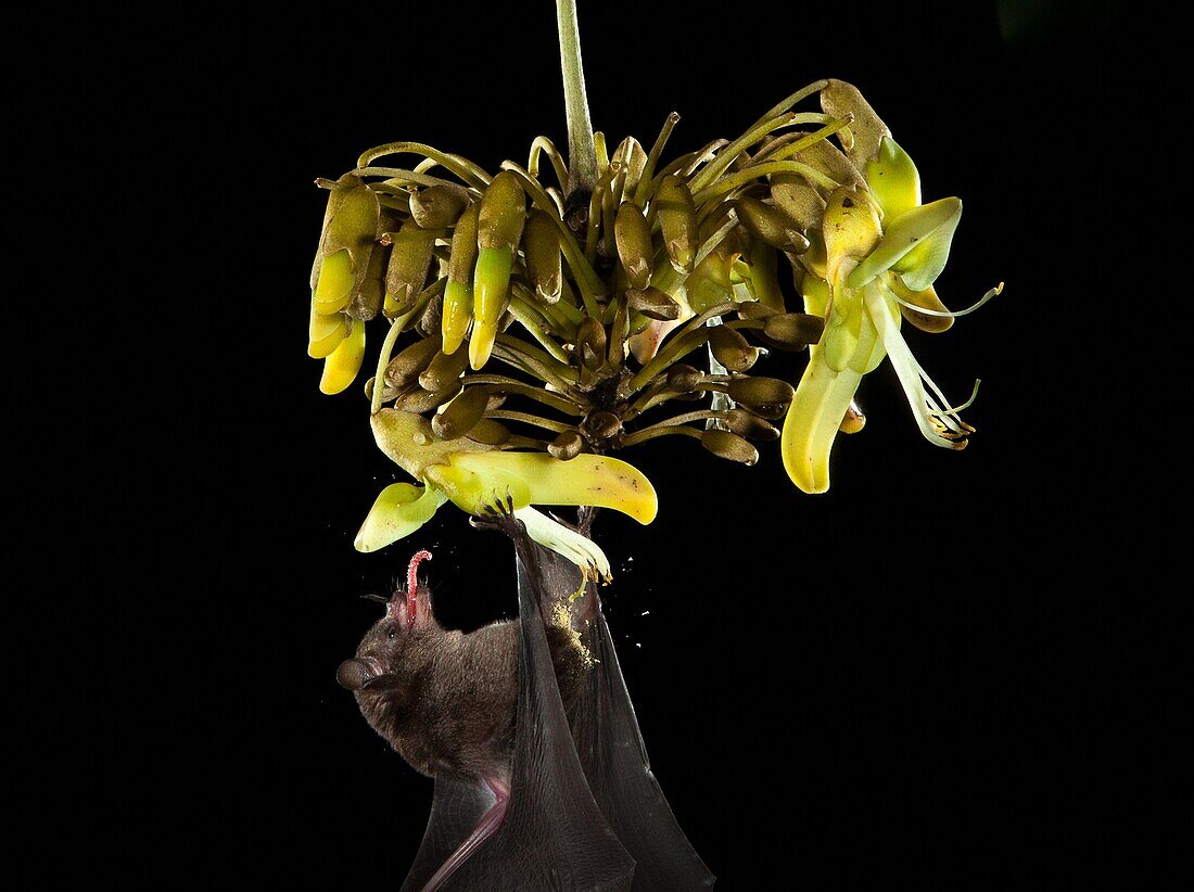 Brown long-tongued bat feeding