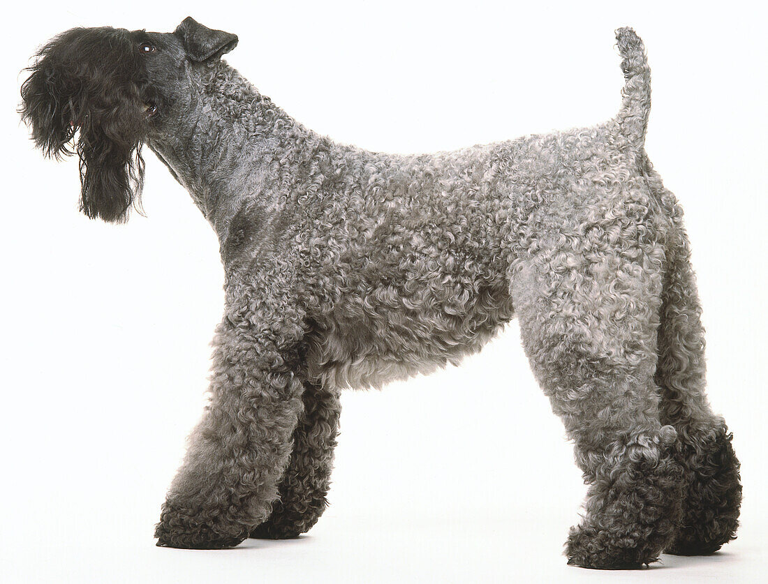Curly coat of Kerry blue terrier