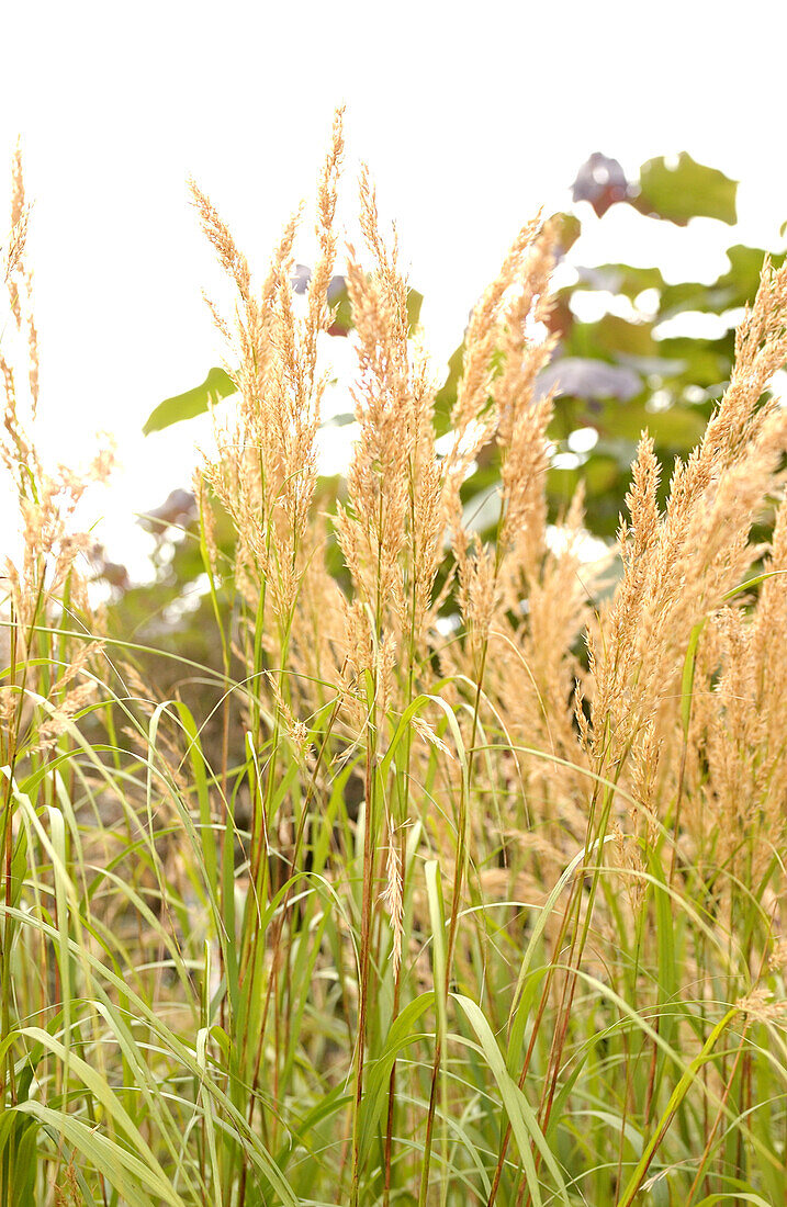Spear grass (Stipa calamagrostis)