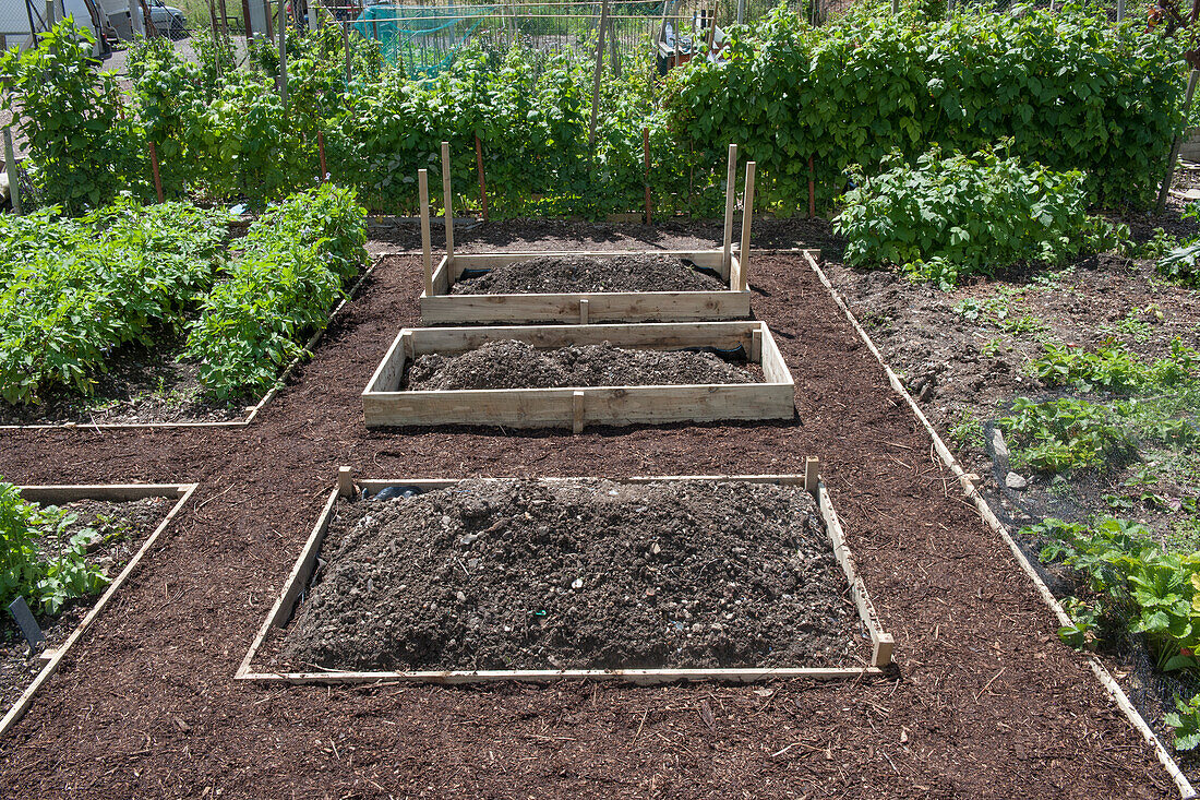 Three raised beds on an allotment