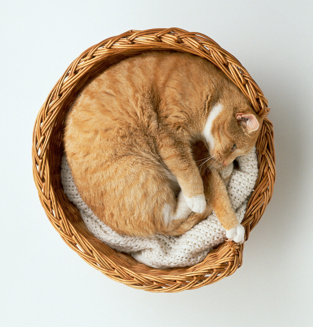 Ginger tabby curled up in a basket