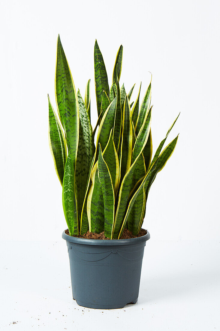 Mother in-law's tongue (Sansevieria trifasciata) plant