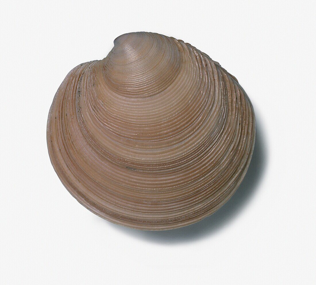 Ringed dosinia shell