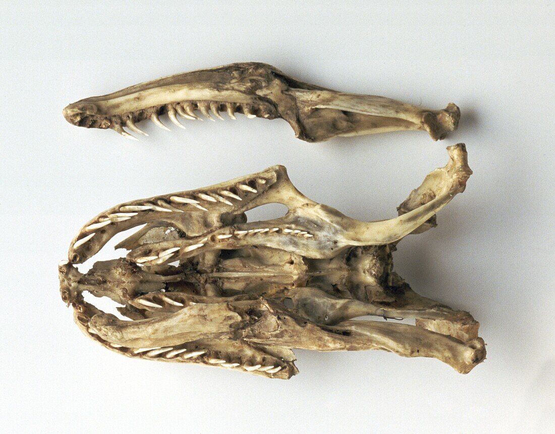 Python's skull and jaw