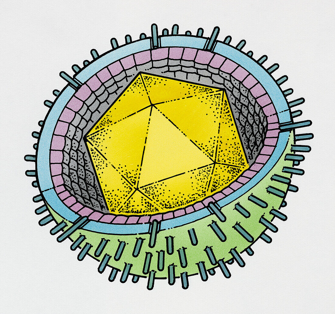 Epstein-Barr virus, illustration