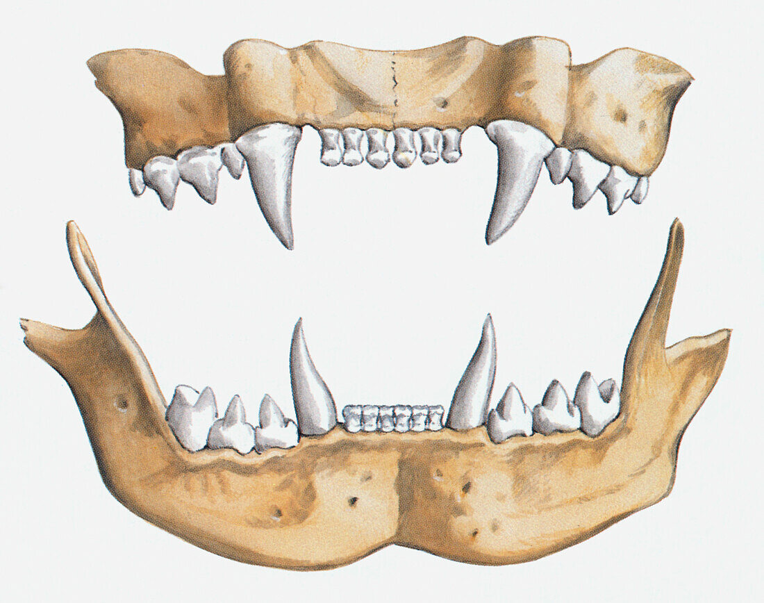 Cat's jaws and teeth, illustration