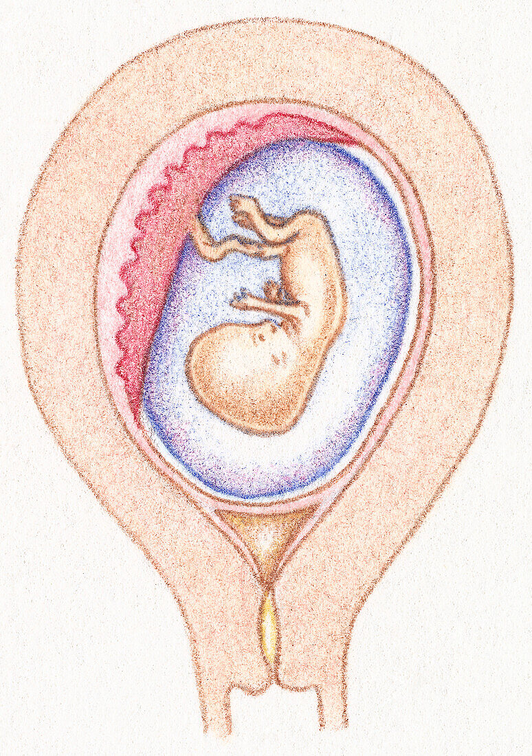 Baby at 12 weeks, illustration